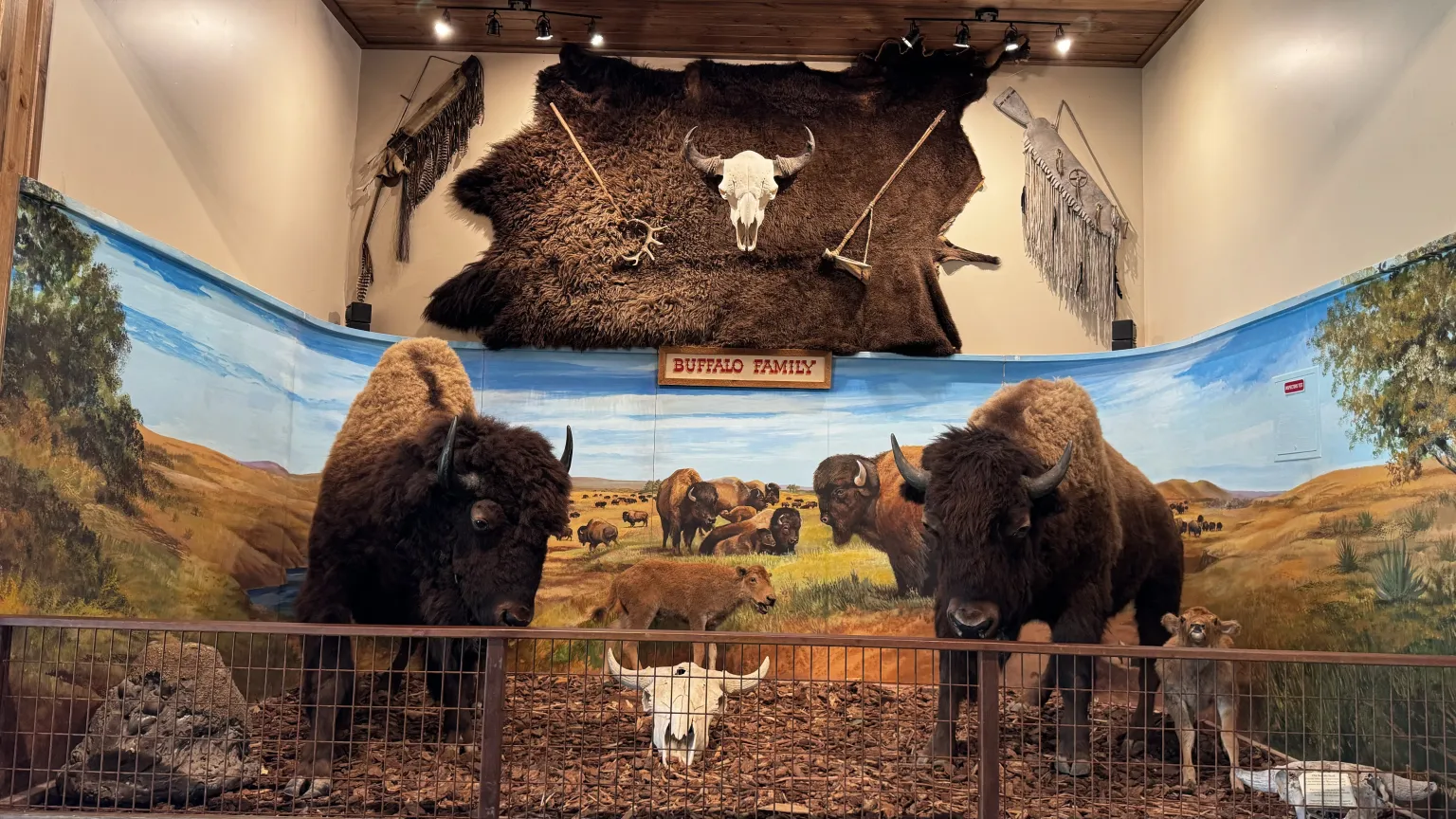 Buffalo exhibit with murals and animal displays.