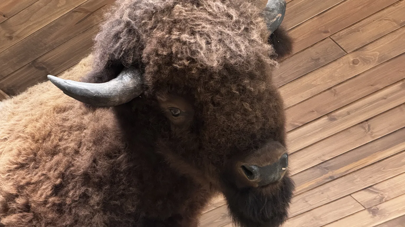 Bison with horns against wooden background.